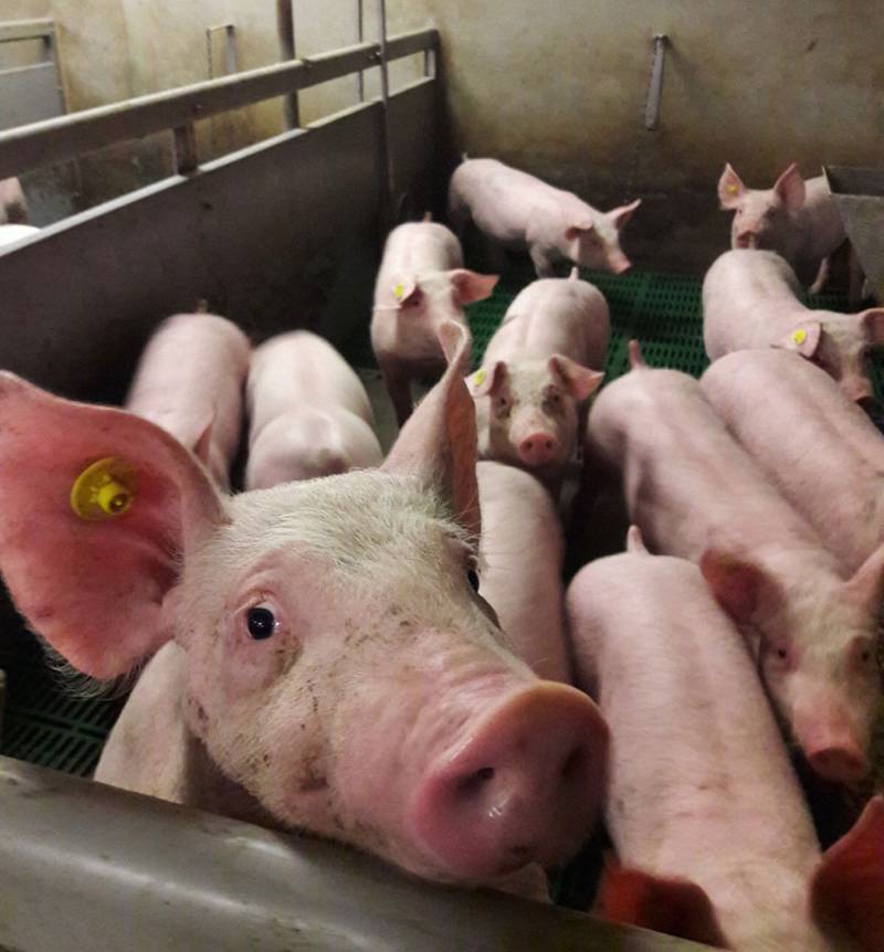 Vleesvarkens voeders voor optimaal rendement