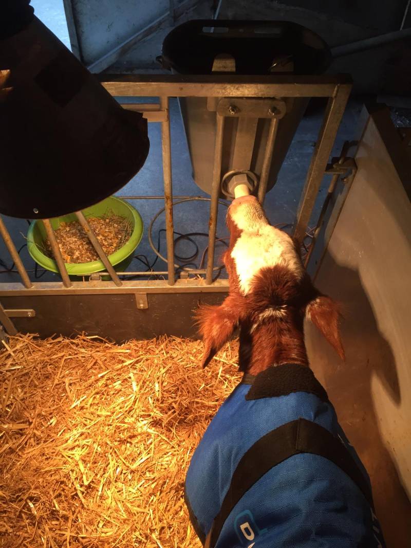 Jongvee voeding nodig? Met de jongvee voeders van Gunnewick Mengvoeders geeft u uw kalveren een goede start