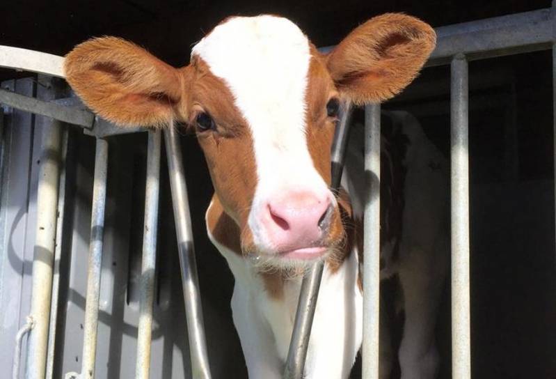 Kwalitatieve jongvee voeding bestelt u direct bij de experts van Gunnewick Mengvoeders