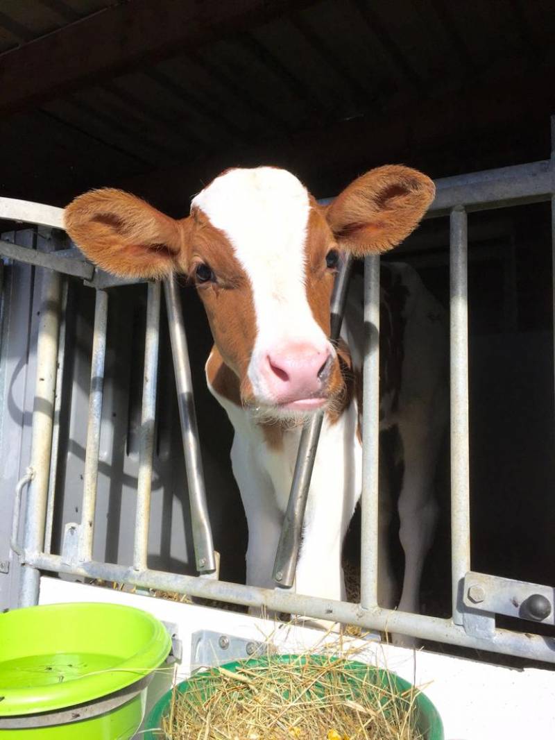 Kalverdiarree, hoe voorkomen en genezen? Blog van Gunnewick Mengvoeders